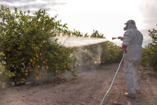 Best Pest Control Treatment  in Normandy, MO