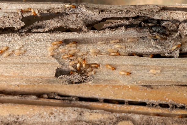 Best Commercial Pest Control Services  in Normandy, MO